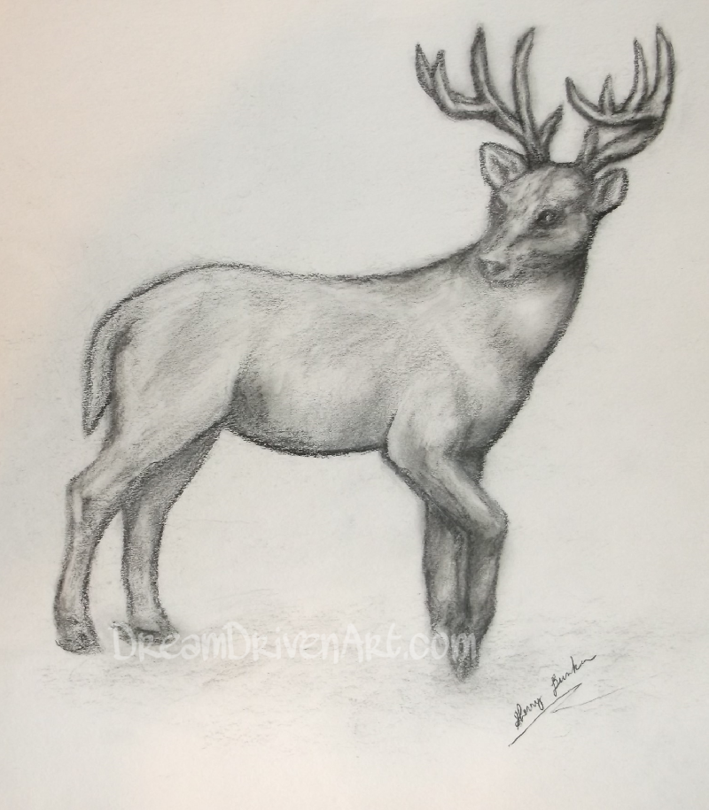 pencil sketches drawings deer sketch