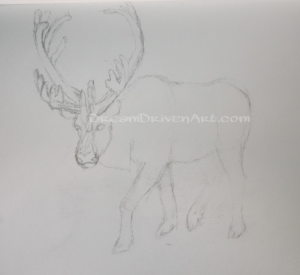 pencil sketches drawings of a caribou