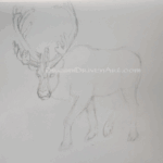 Sketch drawing of a Caribou pencil sketches drawings of a caribou