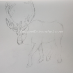 Sketch drawing of a Caribou pencil sketches drawings of a caribou